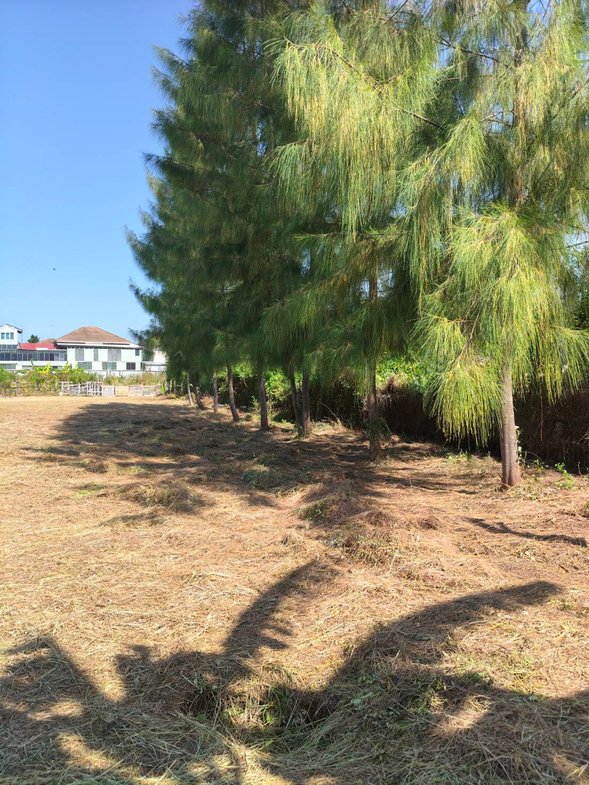 ที่ดินถนนชัยพฤกษ์ 3 / (ขาย), Land Chaiyaphruek 3 Road / (FOR SALE) AM002