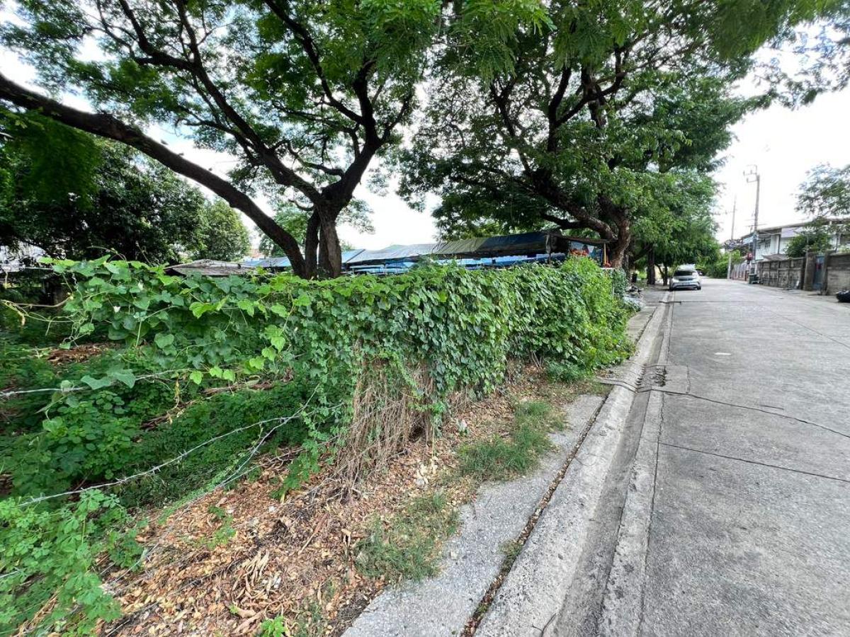 ที่ดิน แจ้งวัฒนะ 13 แยก 3 / 100 ตร.วา (ขาย), Land Chaengwattana 13 Yeak 3 / 100 Square Wa (FOR SALE) TPM427