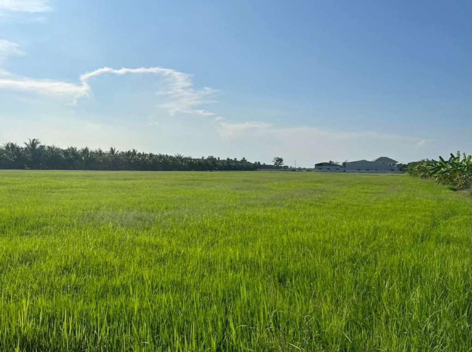 ที่ดิน ราชบุรี / 12 ไร่ 1 งาน 86 ตร.วา (ขาย), Land in Ratchaburi / 86 Square Wa (FOR SALE) EARK067