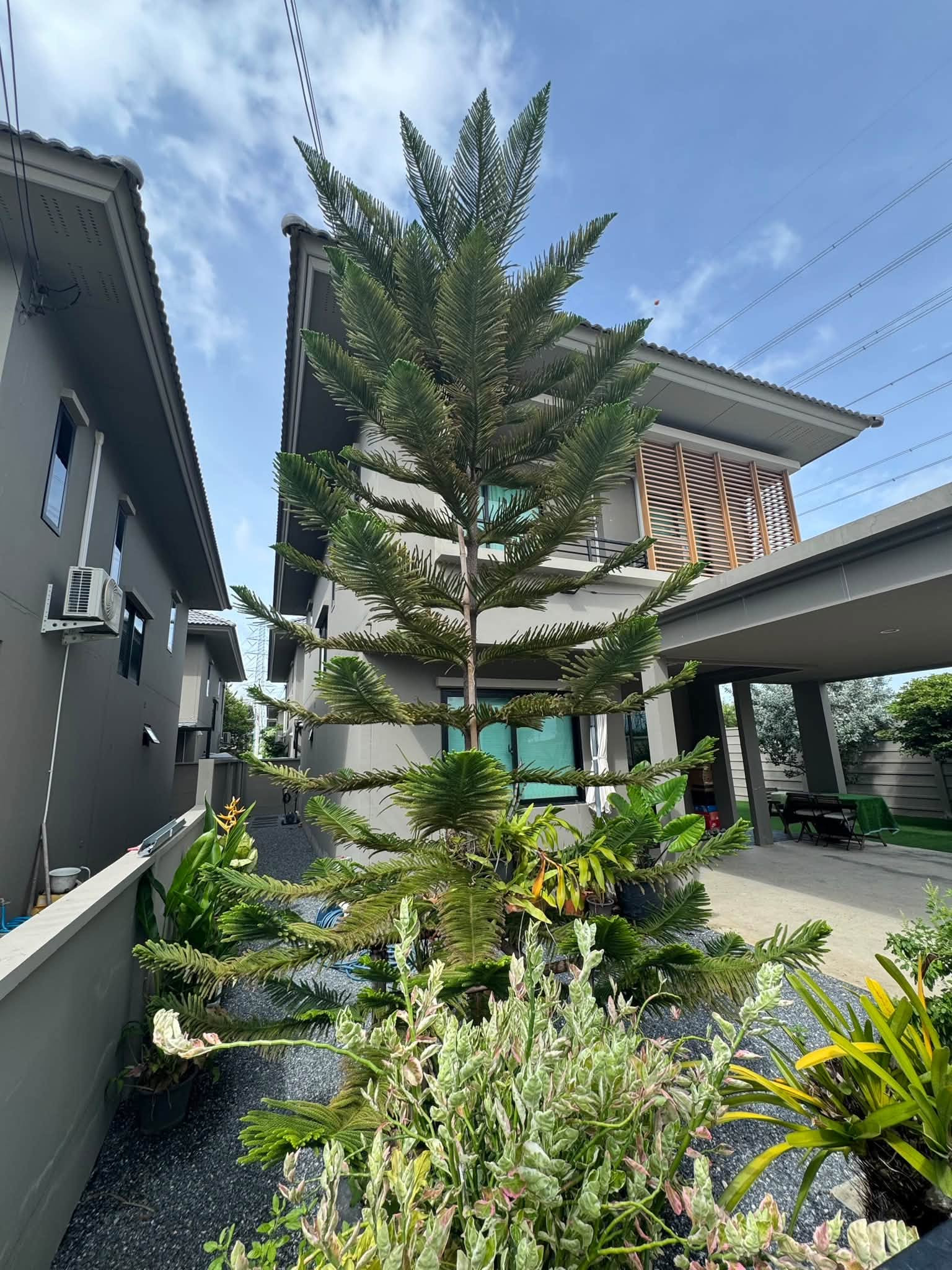 โคโม่ โบทานิก้า บางนา / 3 ห้องนอน (ให้เช่า), Como Botanica Bangna / 3 Bedrooms (FOR RENT) DA162